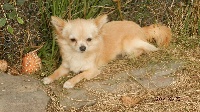 Étalon Chihuahua - Jina des Cherihuas