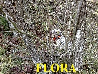 Étalon Setter Anglais - Flora du parc de lanvaux