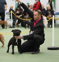Étalon Staffordshire Bull Terrier - Mat Love Staffie Hollande président