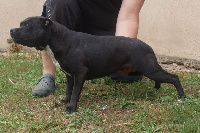 Étalon Staffordshire Bull Terrier - Geisha De la vauxoise