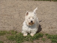 Étalon West Highland White Terrier - Ida rebaptisé idée De la chalerie
