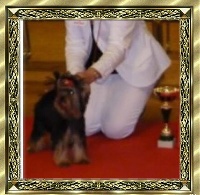 Étalon Yorkshire Terrier - J-hollywood du Chateau du Ghouts