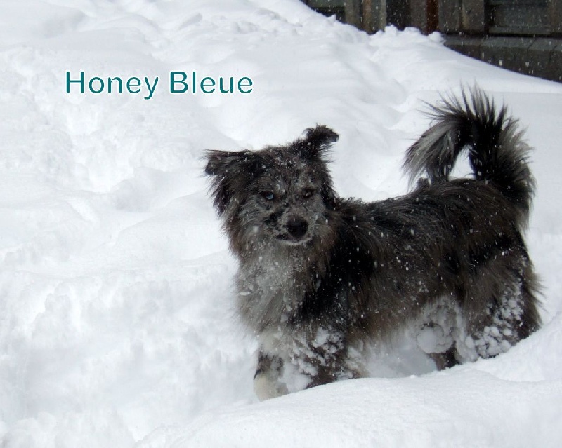 Publication : Of Honey Blue  