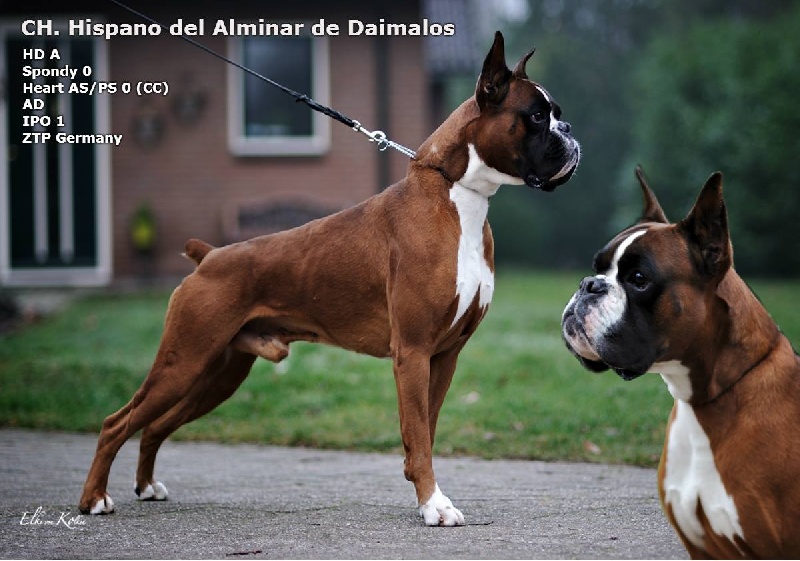 CH. Hispano Del Alminar De Daimalos