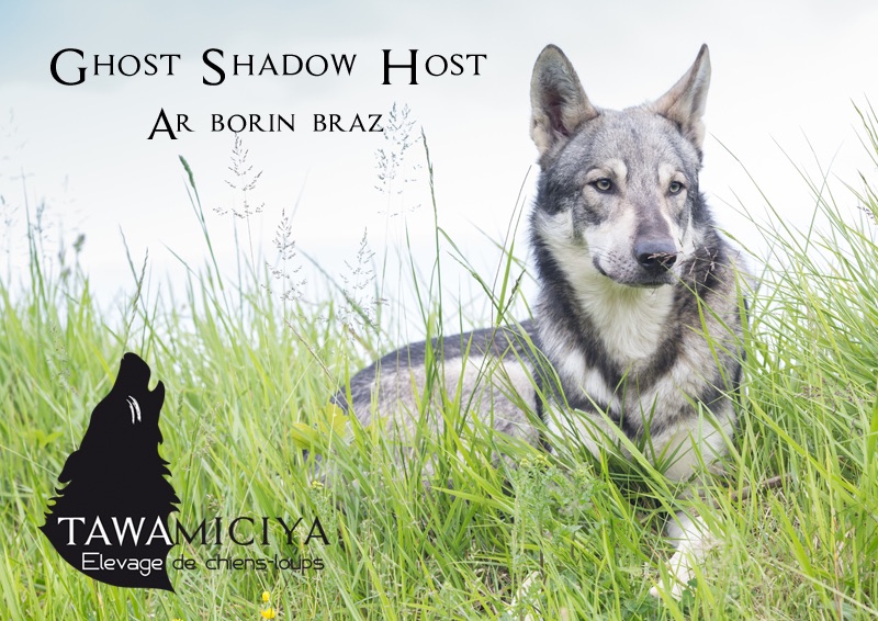 CH. Ghost shadow host ar Borin Braz