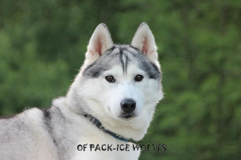 Eternal miss nikita dite niky Of pack-ice wolves