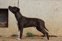 Étalon American Staffordshire Terrier - Jafar Of Elegant Touch