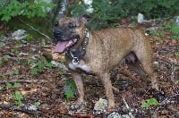 Étalon American Staffordshire Terrier - Gucci (Sans Affixe)