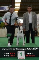Étalon American Staffordshire Terrier - CH. Multi puppy bis.imperatrice  balkan staff Royal Montenegro
