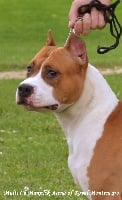 Étalon American Staffordshire Terrier - multi .manjifik arena balkan staff Royal Montenegro