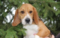 Étalon Beagle - Ilou Du pré moussey