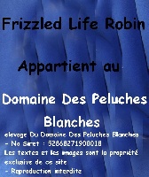 Étalon Bichon Frise - CH. frizzled life Robin