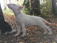 Étalon Bull Terrier - Jaïa de la Tribu Parisii