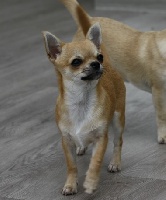 Étalon Chihuahua - Jolie capucine du Jardin de Baltazar
