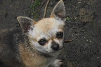 Étalon Chihuahua - Ines lovely dream du Domaine de la Rêverie