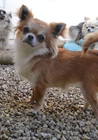 Étalon Chihuahua - Heidi de l'oustal d'eloi