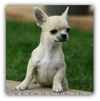 Étalon Chihuahua - Joli luigi du Jardin de Baltazar