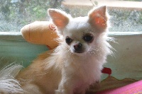 Étalon Chihuahua - Il est un petit' homme des Petits Mots Doux