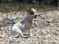 Étalon Jack Russell Terrier - Guapa De malaga