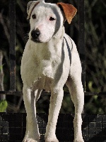 Étalon Jack Russell Terrier - Jack (Sans Affixe)