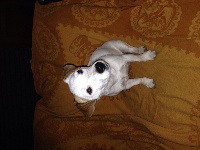 Étalon Jack Russell Terrier - Iola (Sans Affixe)