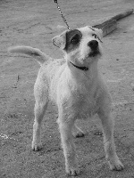 Étalon Parson Russell Terrier - Ippon star du Coeur d'Escaudes