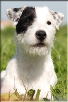 Étalon Parson Russell Terrier - CH. Ipatch of jack and co.