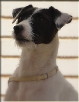 Étalon Parson Russell Terrier - CH. Hollywood star of jack and co.