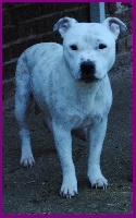 Étalon Staffordshire Bull Terrier - Geisha (Sans Affixe)