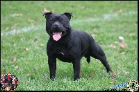 Étalon Staffordshire Bull Terrier - Cariños Team Impact black diamond