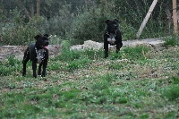 Étalon Staffordshire Bull Terrier - Janis Du Clan Des Alpilles