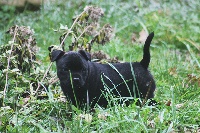 Étalon Staffordshire Bull Terrier - Jeckle Of white keeper