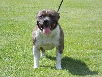 Étalon Staffordshire Bull Terrier - Goran (Sans Affixe)