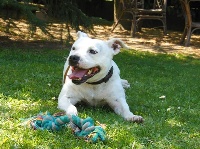 Étalon Staffordshire Bull Terrier - Fanatic white du ring des anges