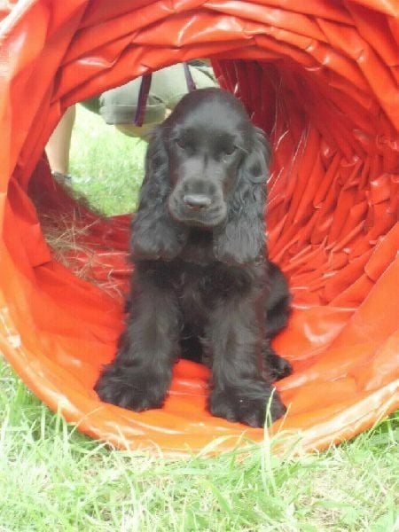 Les Cocker Spaniel Anglais de l'affixe   de la belle des belges