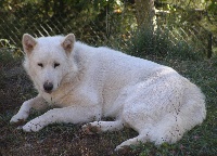 Étalon Alaskan Malamute - Caleesi Des Loups Du Valgo