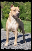 Étalon American Staffordshire Terrier - Vulcain's Canaille Hx diablotin tom & jerry