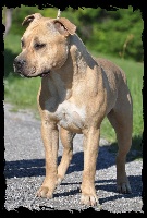 Étalon American Staffordshire Terrier - Vulcain's Canaille Hx fantôm crépuscule bonbon