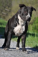 Étalon American Staffordshire Terrier - CH. Vulcain's Canaille Ix brumeux reflets de crépuscule