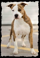 Étalon American Staffordshire Terrier - CH. Vulcain's Canaille Ix plume de glamour