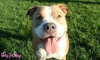 Étalon American Staffordshire Terrier - tatar's Eazy (dogz story)