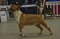 Étalon Bull Terrier - French connection Of Amchax