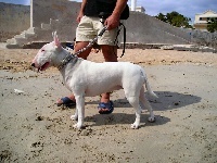 Étalon Bull Terrier - Tina of Molosseweb