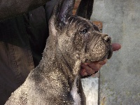 Étalon Cane Corso - Just hope du Royaume de la Romance
