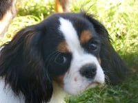 Étalon Cavalier King Charles Spaniel - J.lo des brumes de Garonne