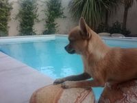 Étalon Chihuahua - Grenade des hercules de fond bouillant