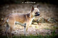 Étalon Chihuahua - Iloua Des hercules de font bouillant