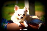 Étalon Chihuahua - Izaya of fabi marc
