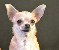 Étalon Chihuahua - Floriane des piramides de cholula