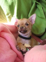 Étalon Chihuahua - Fissa jane au Royaume Des Minis Stars